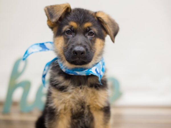 German Shepherd Dog DOG Male Black and Tan 13092 Petland Wichita, Kansas