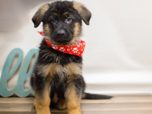 German Shepherd Dog DOG Male Black and Tan 13093 Petland Wichita, Kansas