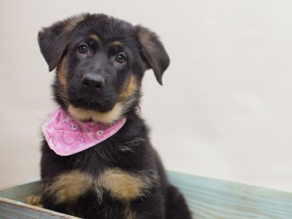 German Shepherd Dog DOG Female Black and Tan 13094 Petland Wichita, Kansas