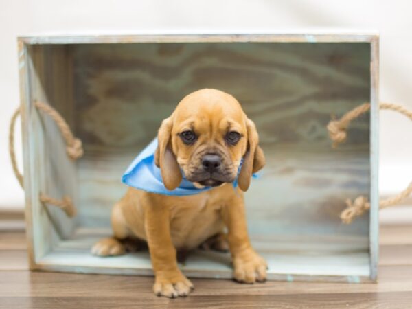 Puggle-DOG-Male-Fawn-13100-Petland Wichita, Kansas