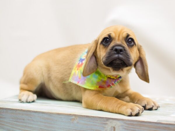 Puggle-DOG-Male-Fawn-13101-Petland Wichita, Kansas