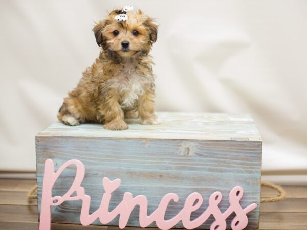 Yorkie Poo-DOG-Female-Sable-13076-Petland Wichita, Kansas