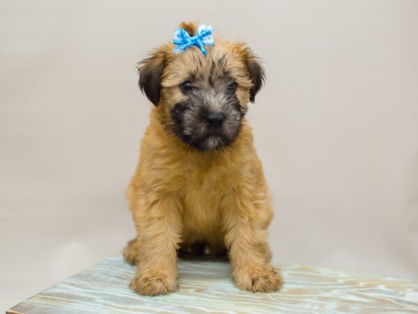 Soft Coated Wheaten Terrier DOG Female Wheaten 13082 Petland Wichita, Kansas