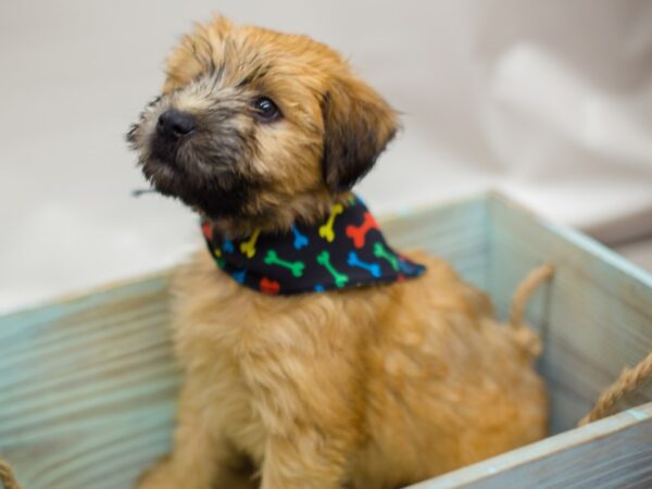 Soft Coated Wheaten Terrier DOG Male Wheaten 13081 Petland Wichita, Kansas