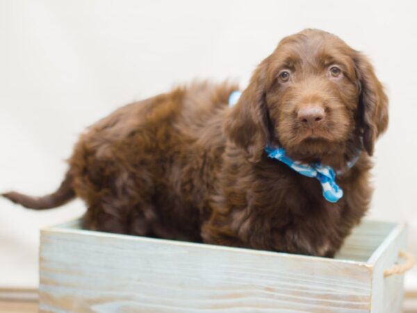 Labradoodle-DOG-Male-Chocolate-13102-Petland Wichita, Kansas