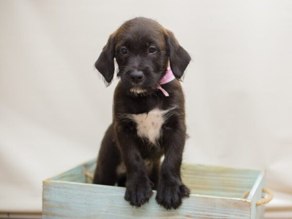 Labradoodle DOG Female Chocolate 13103 Petland Wichita, Kansas