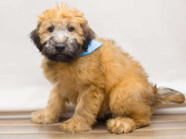 Soft Coated Wheaten Terrier DOG Male Wheaten 13104 Petland Wichita, Kansas