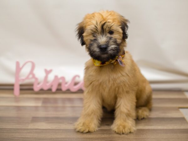 Soft Coated Wheaten Terrier DOG Female Wheaten 13105 Petland Wichita, Kansas