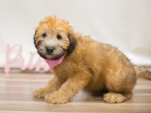 Soft Coated Wheaten Terrier DOG Female Wheaten 13106 Petland Wichita, Kansas