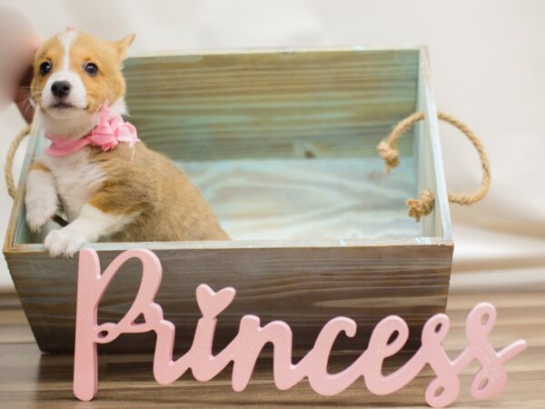 Pembroke Welsh Corgi DOG Female Sable and White 13109 Petland Wichita, Kansas