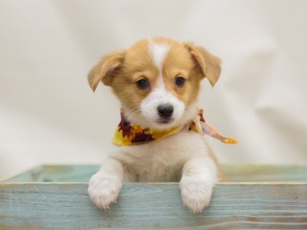 Pembroke Welsh Corgi DOG Female Sable and White 13108 Petland Wichita, Kansas