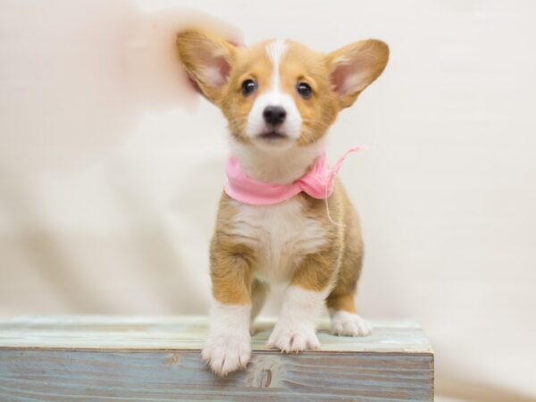 Pembroke Welsh Corgi DOG Female Sable and White 13107 Petland Wichita, Kansas