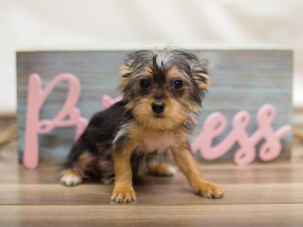 Morkie-DOG-Female-Black and Tan-13080-Petland Wichita, Kansas