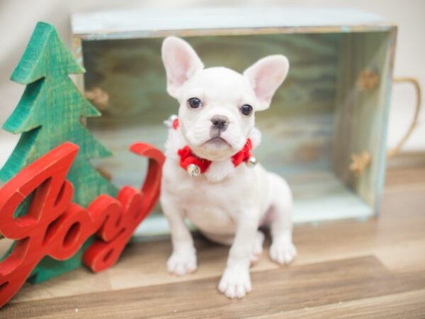 French Bulldog-DOG-Female-White-13095-Petland Wichita, Kansas