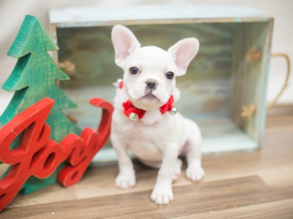 French Bulldog DOG Female White 13095 Petland Wichita, Kansas