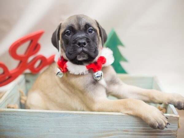 Bullmastiff-DOG-Male-Fawn with Black Mask-13111-Petland Wichita, Kansas