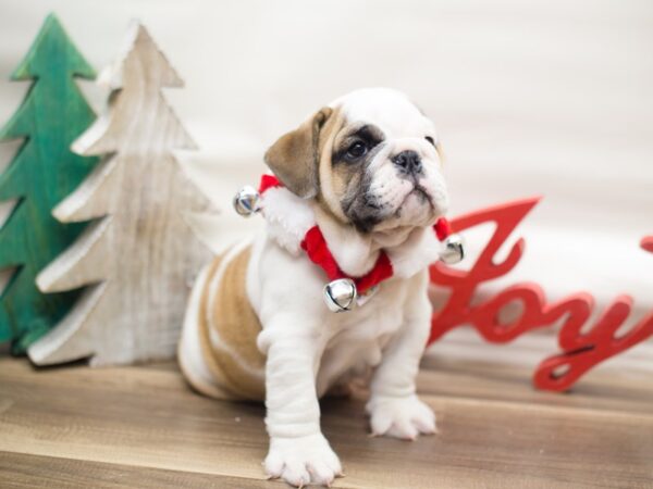 English Bulldog DOG Male Fawn and White 13116 Petland Wichita, Kansas