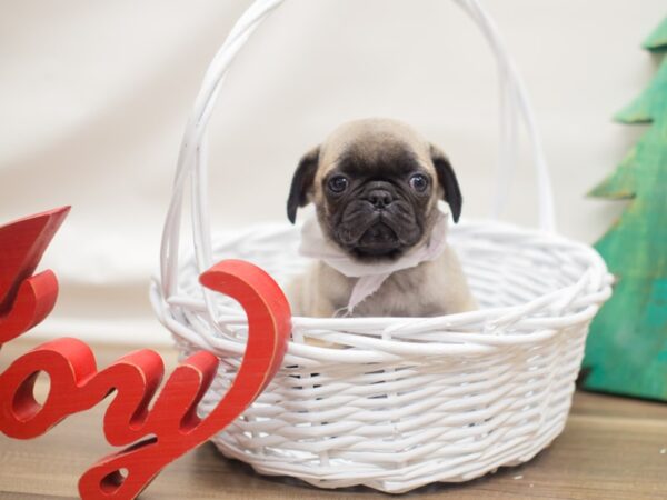 Pug DOG Female Fawn with Black Mask 13117 Petland Wichita, Kansas