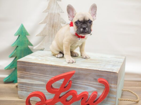French Bulldog-DOG-Female-Sable with Black Mask-13122-Petland Wichita, Kansas