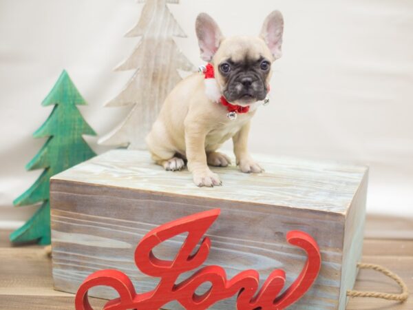 French Bulldog DOG Female Sable with Black Mask 13122 Petland Wichita, Kansas