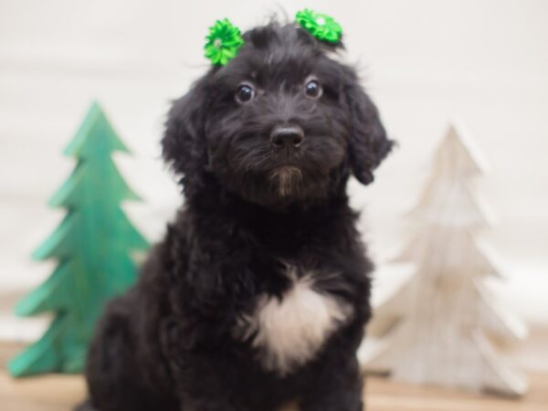 Labradoodle DOG Female Black and White 13115 Petland Wichita, Kansas