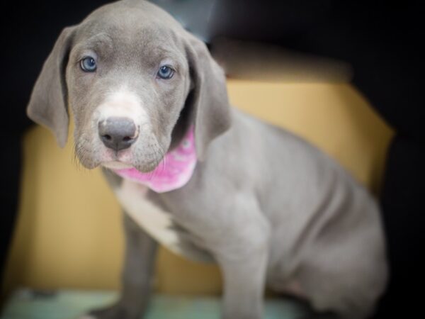 Great Dane DOG Female Blue 13145 Petland Wichita, Kansas