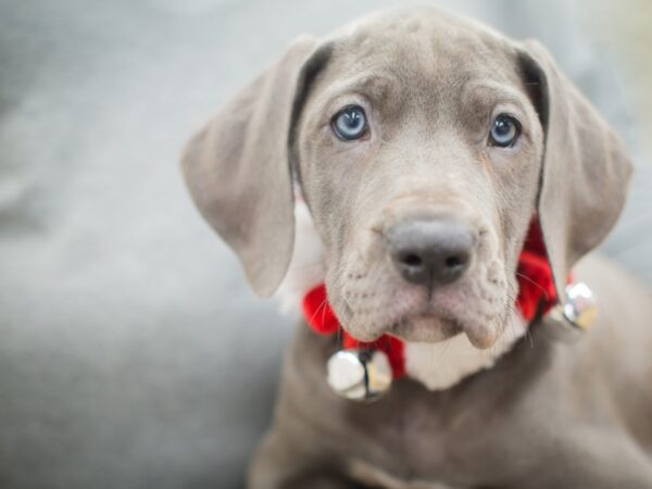 Great Dane DOG Female Blue 13144 Petland Wichita, Kansas