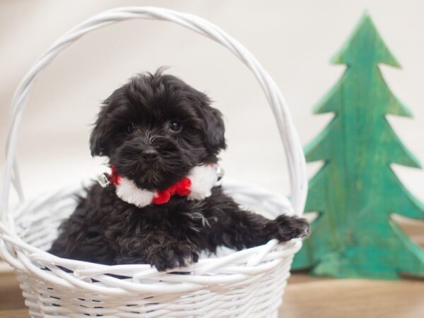 Havanese DOG Male Black 13143 Petland Wichita, Kansas