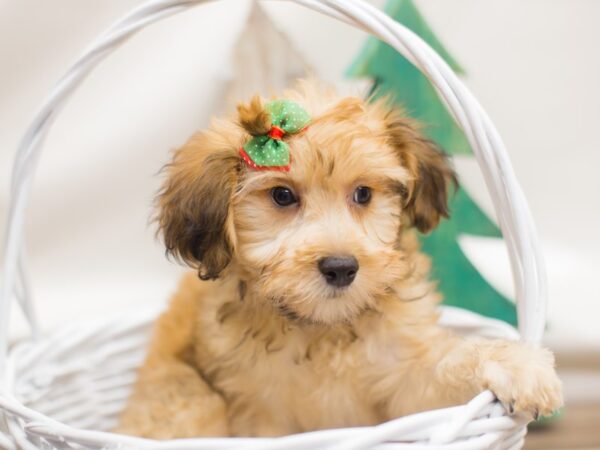 Havapoo-DOG-Female-Sable-13141-Petland Wichita, Kansas