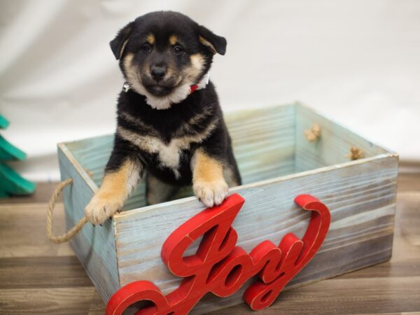 Shiba Inu DOG Male Black and Tan 13140 Petland Wichita, Kansas