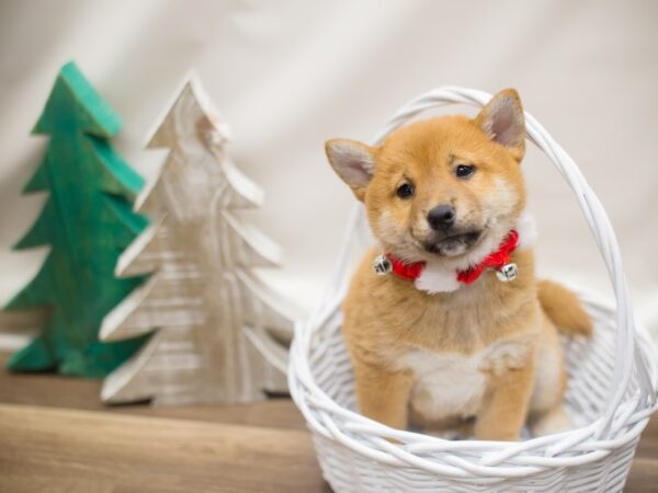 Shiba Inu DOG Male Sesame 13139 Petland Wichita, Kansas