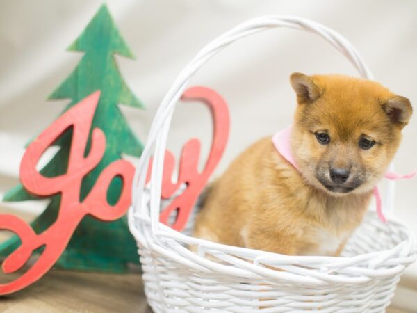 Shiba Inu DOG Female Sesame 13138 Petland Wichita, Kansas