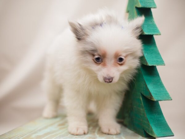 Pomeranian DOG Female Blue Merle Parti 13136 Petland Wichita, Kansas