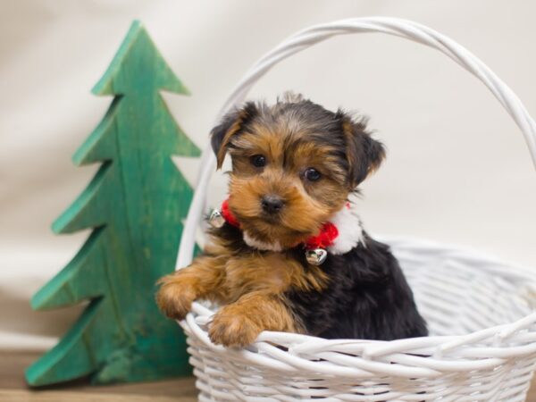 Yorkshire Terrier DOG Male Black and Tan 13132 Petland Wichita, Kansas