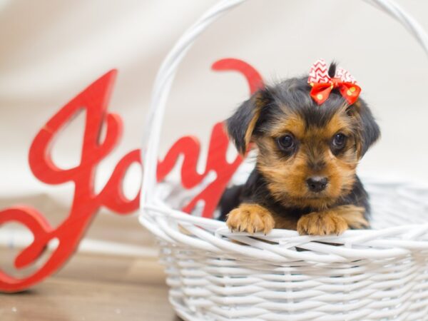 Yorkshire Terrier DOG Female Black and Tan 13131 Petland Wichita, Kansas