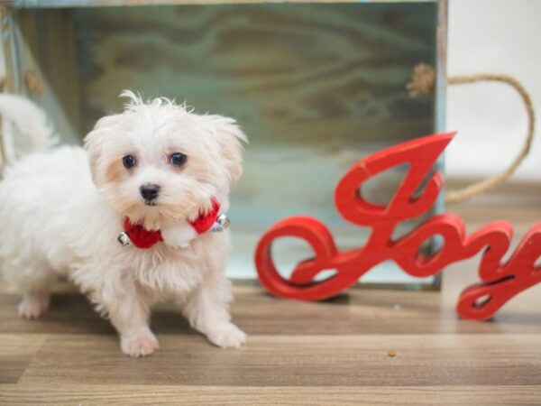 Maltese DOG Male White 13127 Petland Wichita, Kansas