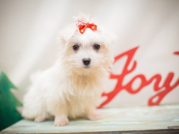 Maltese-DOG-Female-White-13126-Petland Wichita, Kansas