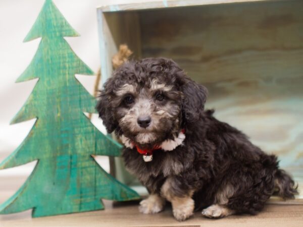 Miniature Poodle DOG Male Phantom 13124 Petland Wichita, Kansas