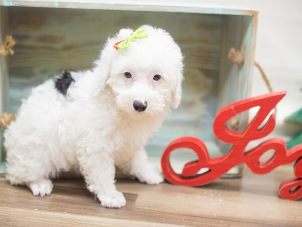 Miniature Poodle DOG Female White and Black 13125 Petland Wichita, Kansas