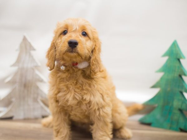 Miniature Goldendoodle DOG Male Golden 13121 Petland Wichita, Kansas