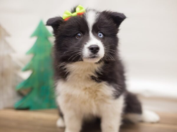 Pomsky DOG Female 13123 Petland Wichita, Kansas