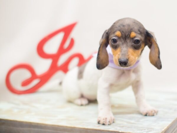 Miniature Dachshund DOG Female Blue Dapple Piebald 13130 Petland Wichita, Kansas