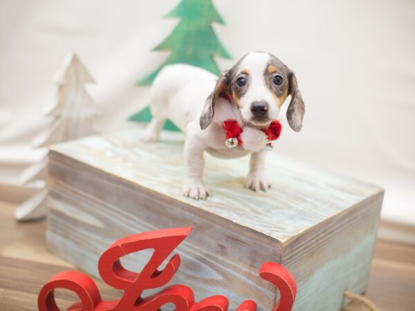 Miniature Dachshund DOG Male Chocolate Dapple Piebald 13129 Petland Wichita, Kansas