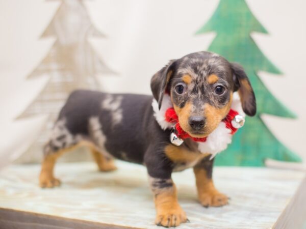 Miniature Dachshund DOG Male Silver Dapple 13135 Petland Wichita, Kansas