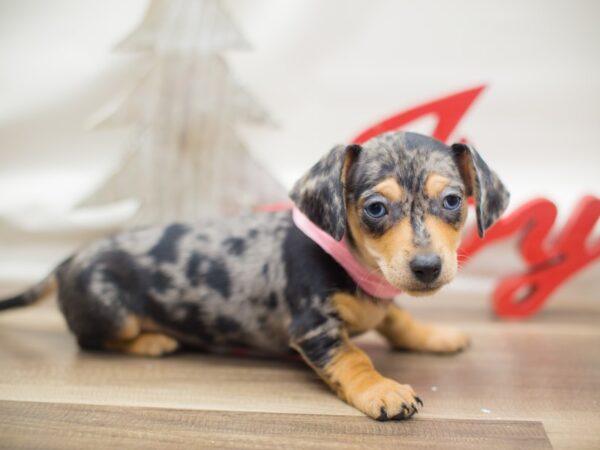 Miniature Dachshund DOG Female Silver Dapple 13133 Petland Wichita, Kansas