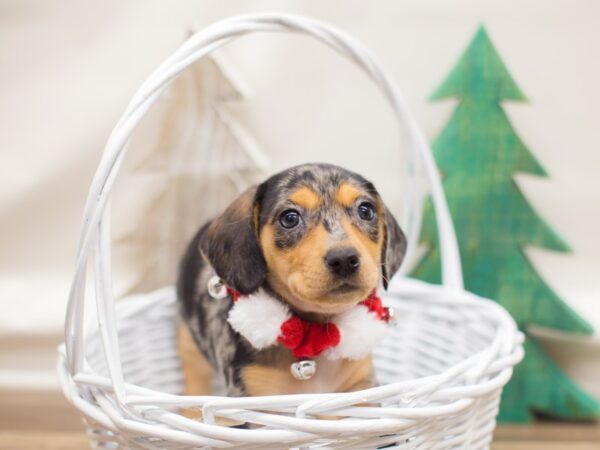 Miniature Dachshund DOG Female Silver Dapple 13134 Petland Wichita, Kansas