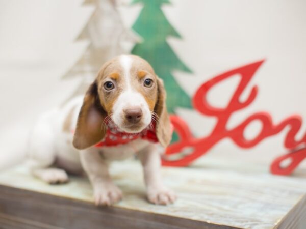 Miniature Dachshund-DOG-Male-Chocolate Dapple Piebald-13128-Petland Wichita, Kansas