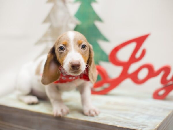 Miniature Dachshund DOG Male Chocolate Dapple Piebald 13128 Petland Wichita, Kansas