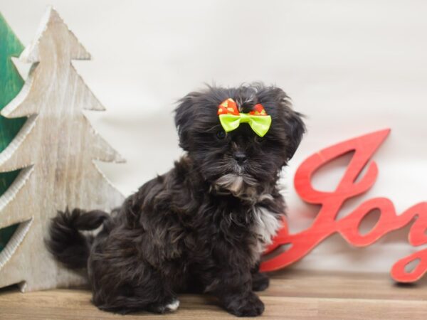 Malshih DOG Female Black with White Markings 13120 Petland Wichita, Kansas