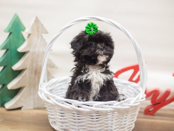 Malshih-DOG-Female-Black with White Markings-13119-Petland Wichita, Kansas